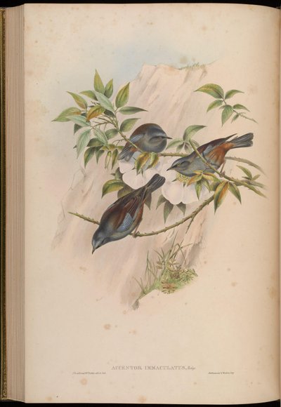 Accentor immaculatus = Prunella immaculata - John Gould